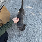 House Sitter - We are Japanese couple