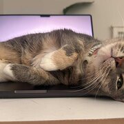 Home Owner wanting sitter in , New South Wales