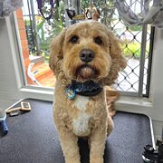 Home Owner wanting sitter in Hervey Bay, Queensland