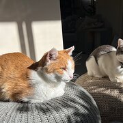 Home Owner wanting sitter in , Australian Capital Territory