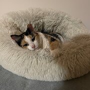 Home Owner wanting sitter in Sydney, New South Wales