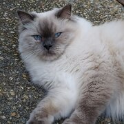 Home Owner wanting sitter in Brisbane, Queensland