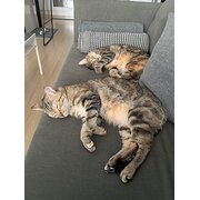 Home Owner wanting sitter in Brisbane, Queensland