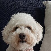 Home Owner wanting sitter in Magill, South Australia