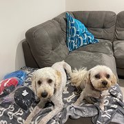 Home Owner wanting sitter in Coomera , Queensland