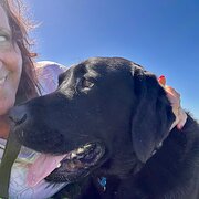 House Sitter - Reliable Mature woman