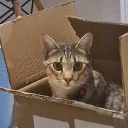 Home Owner wanting sitter in Adelaide, South Australia