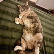 Home Owner wanting sitter in , Queensland