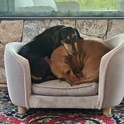 Home Owner wanting sitter in Nambour, Queensland