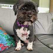 Home Owner wanting sitter in Brisbane, Queensland