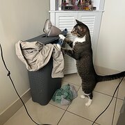 Home Owner wanting sitter in Mackay, Queensland