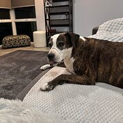 Home Owner wanting sitter in , Western Australia