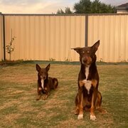 Home Owner wanting sitter in , Western Australia