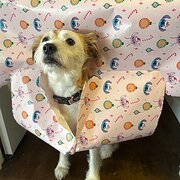 Home Owner wanting sitter in , Queensland