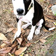 House Sitter - Reliable & Caring House-Sitter | Chef &