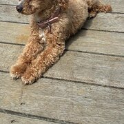 Home Owner wanting sitter in , Victoria