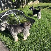 Home Owner wanting sitter in , Victoria