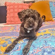 Home Owner wanting sitter in , New South Wales