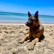 Home Owner wanting sitter in , Victoria