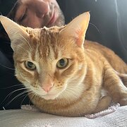 Home Owner wanting sitter in , Victoria