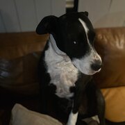 Home Owner wanting sitter in , New South Wales