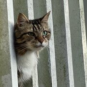 Home Owner wanting sitter in , New South Wales