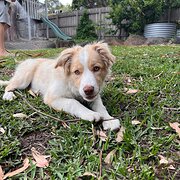 Home Owner wanting sitter in Melbourne , Victoria