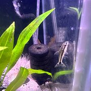 Home Owner wanting sitter in Port Macquarie, New South Wales