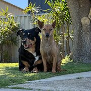 Home Owner wanting sitter in , Western Australia