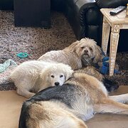 Home Owner wanting sitter in Hobart, Tasmania