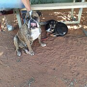 House Sitter - Cyndy