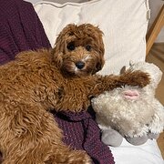 House Sitter - Mature Sitter ready to spoil your pets