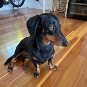 Home Owner wanting sitter in Sunshine Coast , Queensland