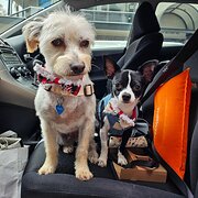 Home Owner wanting sitter in , New South Wales