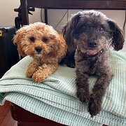 Home Owner wanting sitter in Brisbane, Queensland