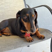 Home Owner wanting sitter in Brisbane or Sunshine Coast , Queensland