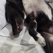 Home Owner wanting sitter in Brisbane , Queensland