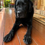 Home Owner wanting sitter in Frankston, Victoria