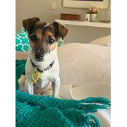 Home Owner wanting sitter in Gold Coast / Brisbane, Queensland