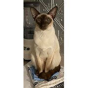 Home Owner wanting sitter in , Queensland