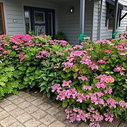 Home Owner wanting sitter in MOUNT GAMBIER, South Australia