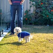 House Sitter - Couple in their 50's