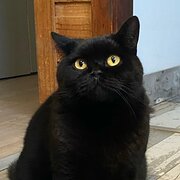 Home Owner wanting sitter in Woodford, New South Wales