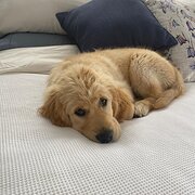 Home Owner wanting sitter in Hobart, Tasmania