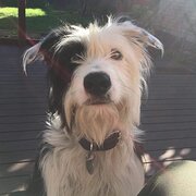 Home Owner wanting sitter in Launceston, Tasmania