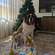 Home Owner wanting sitter in Perth , Western Australia