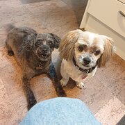 Home Owner wanting sitter in , Victoria