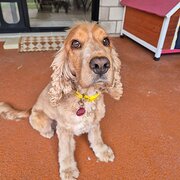 Home Owner wanting sitter in Hervey Bay, Queensland