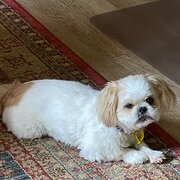 Home Owner wanting sitter in Bunbury, Western Australia