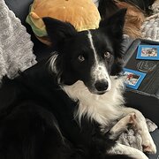 Home Owner wanting sitter in Newcastle, New South Wales